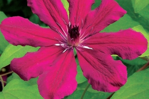 Clematis Vine 'Allanah' New 2025